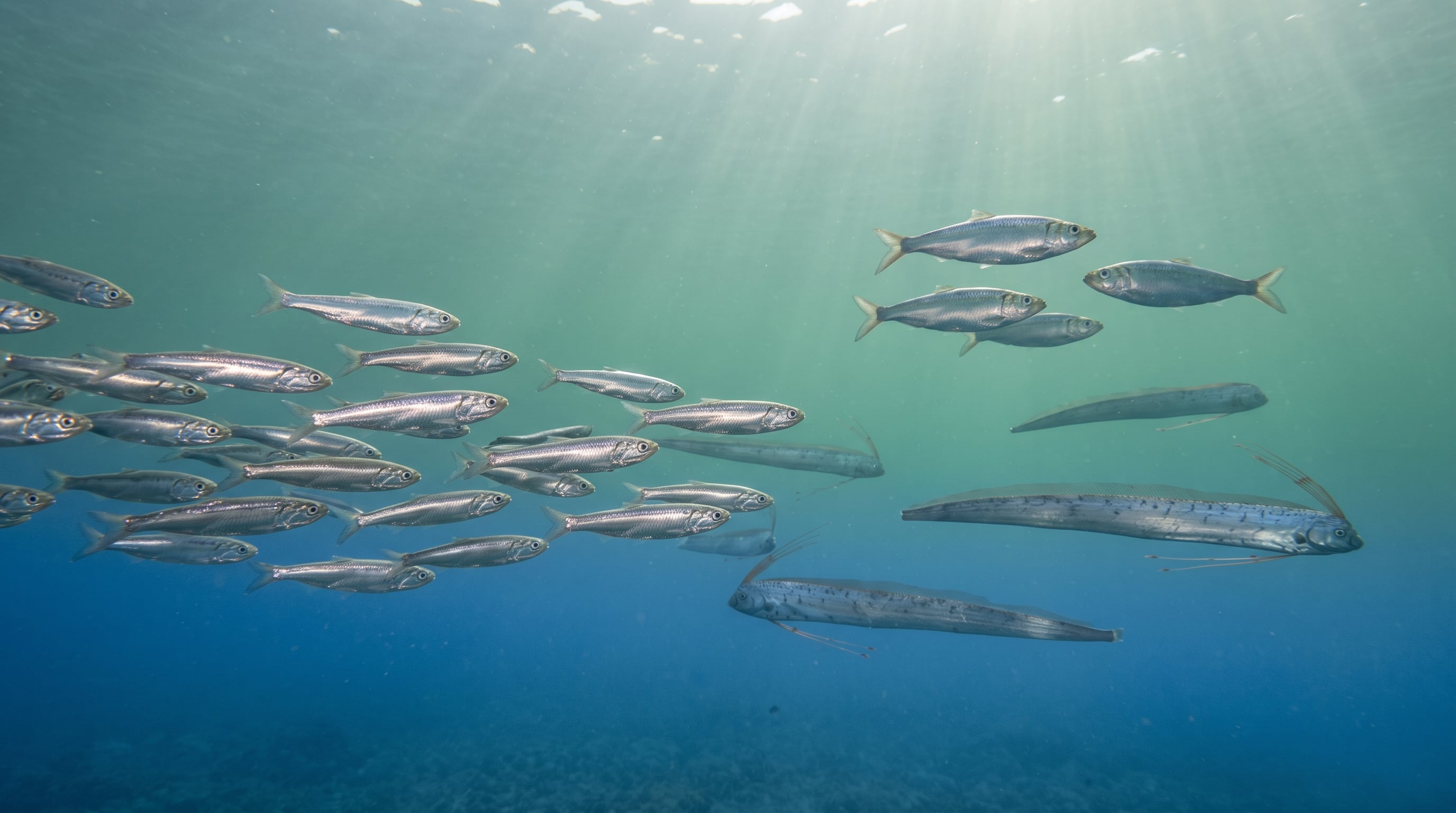 Panamá mantiene un plan de manejo para la anchoveta, el arenque y la orqueta, especies cuya explotación requiere monitorear las capturas, las tallas y las condiciones biológicas de sus poblaciones. (Imagen Ilustrativa Infobae)