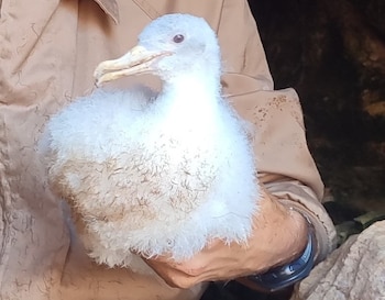 Una pardela cenicienta albina encontrada en la isla de las Palomas, en Murcia. (Región de Murcia)