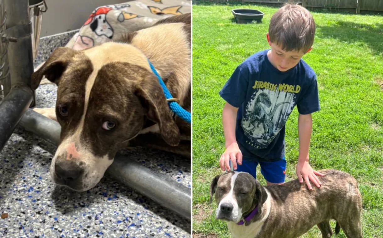 Maya, la perra que salvaron de la eutanasia luego de ver su interacción con un niño