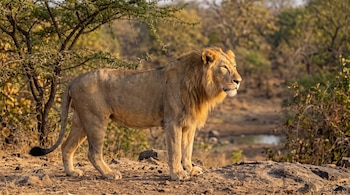 Un león asiático macho en postura lateral sobre rocas y tierra seca con árboles de fondo.