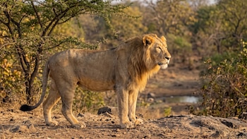 El león asiático sobrevive en el Parque Nacional de Gir bajo presión ambiental