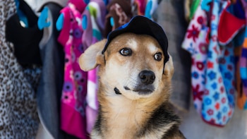 El vestuario de mascotas se