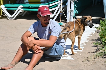 La presencia de perros en