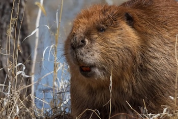 Primer plano de un castor de pelaje marrón, con bigotes y grandes dientes incisivos naranjas, rodeado de hierbas secas