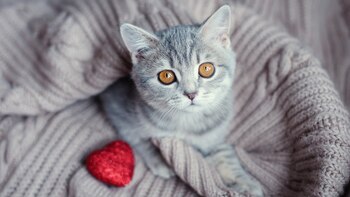 Durante las primeras 3 semanas