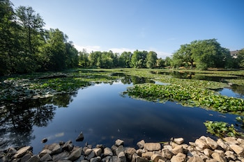 Nenúfares forman pequeñas islas en la laguna Mattheiser, donde el nivel del agua ha descendido y la orilla está casi seca tras varios días con mucho calor, en Trier, Alemania, el 6 de agosto de 2026. (Harald Tittel/dpa via AP)