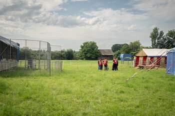 Los tigres y leones son