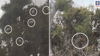 Imputan cargos a exfuncionaria ambiental de Nariño por la muerte de 22 aves