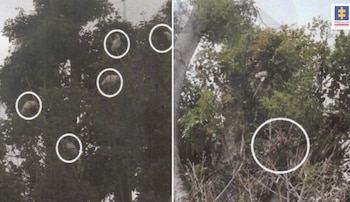 Más de 22 aves murieron luego de la orden de podar varios árboles que eran sus hábitats