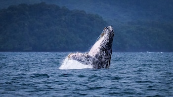 Ballenas jorobadas llegan al golfo panameño de Chiriquí para reproducirse, parir y criar a sus ballenatos