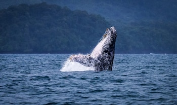 Igualmente, en Panamá los mejores lugares para avistar ballenas jorobadas son el Archipiélago de las Perlas, Isla Iguana, Coiba e Islas Secas, entre junio y octubre. (Cortesía)