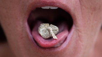 Trump anuncia reformas para acelerar las investigaciones médicas y terapias basadas en drogas psicodélicas