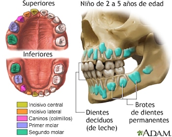 Los dientes de leche son las primeras piezas dentales de la infancia y cumplen funciones esenciales antes de ser reemplazados por los dientes permanentes