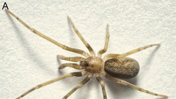 Identifican una diminuta araña bautizada en honor a Pink Floyd que controla plagas urbanas