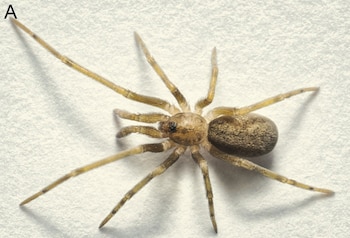 Vista aérea de una araña de color marrón claro con patas largas y delgadas, sobre una superficie de tono crema con textura ligera