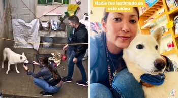 Rescate heroico de perro maltratado en Nuevo León por pareja de TikTokers