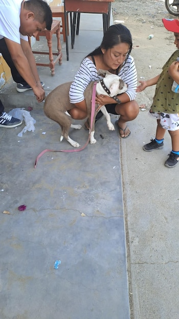 Perro mientras es vacunado contra