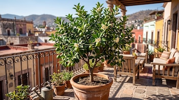 Un limonero en maceta con frutos verdes y flores blancas sobre una terraza con barandilla y muebles de madera.