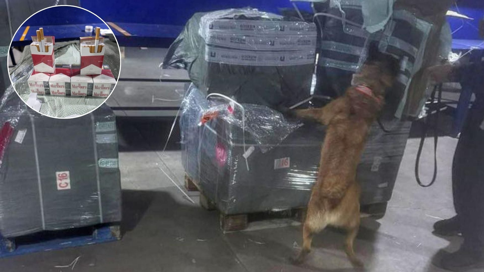 El cargamento con cigarrillos fue inspeccionado por binomios caninos. Crédito: Marina