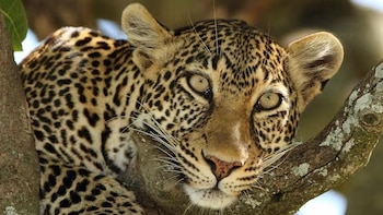 La extinción de especies avanza a un ritmo muy superior al registrado previo a la expansión humana