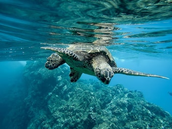 Una tortuga marina nada bajo la superficie del agua. Se ve parte de su caparazón, aletas y cabeza. Debajo hay un arrecife de coral y agua azul