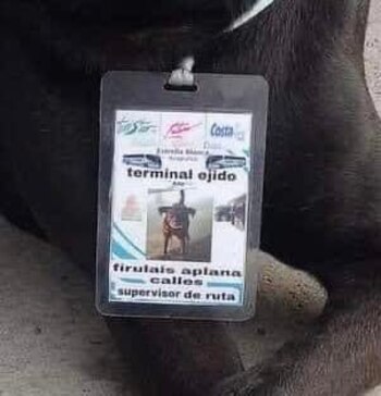 @AmigosDeLuchoCdHidalgoMichoacan