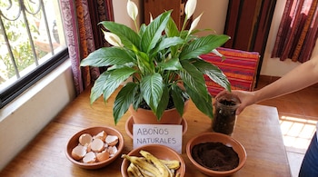 Una planta en maceta con hojas verdes y flores blancas, cáscaras de huevo, cáscaras de plátano, café molido, una mano sostiene un frasco con tierra y un letrero que dice ABONOS NATURALES.
