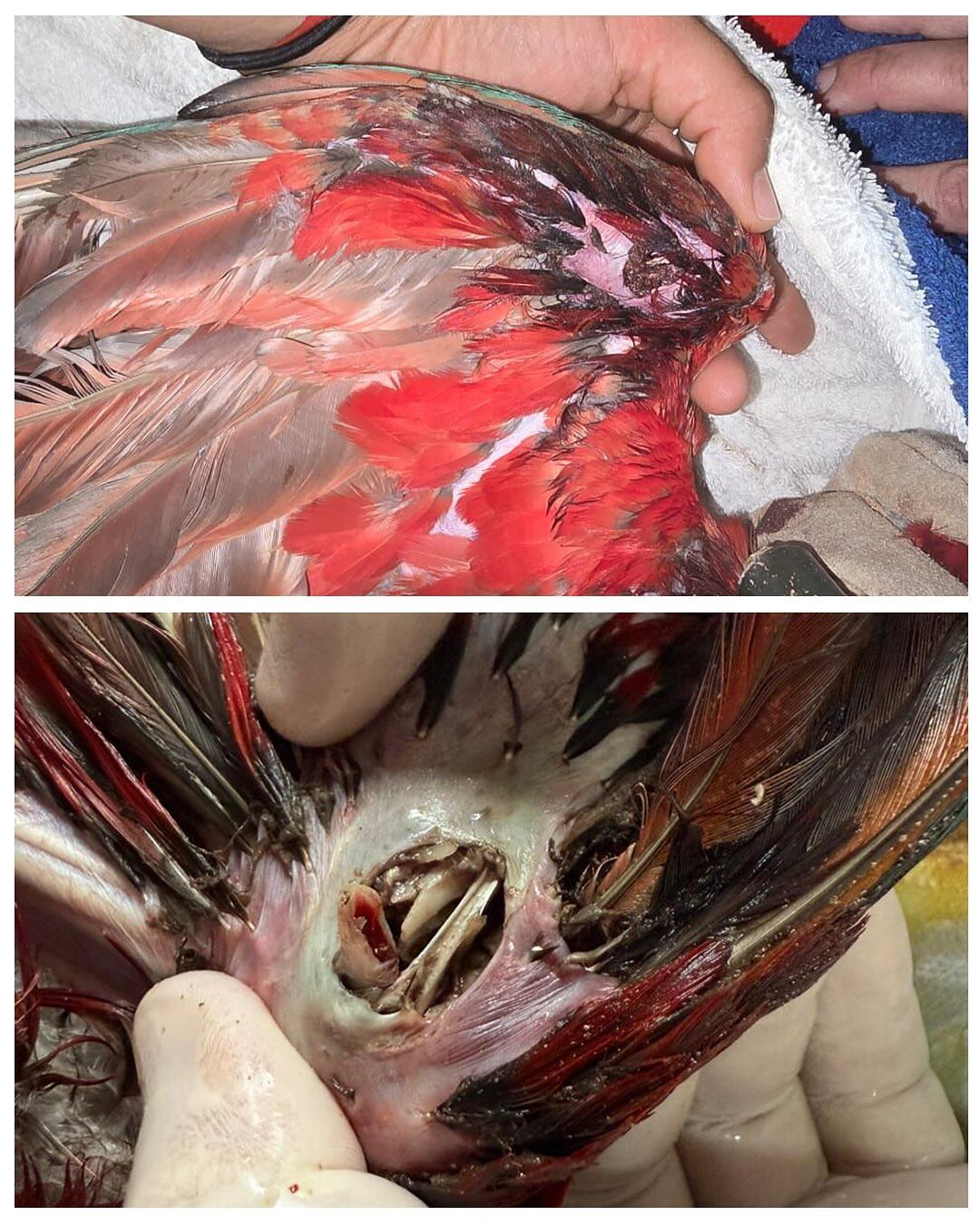 La Fundación Rewilding Argentina denunció el ataque y destacó la importancia del guacamayo rojo como Monumento Natural Provincial (Fundación Rewilding Argentina)