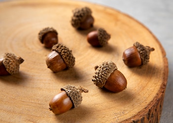 La bellota de encina contiene