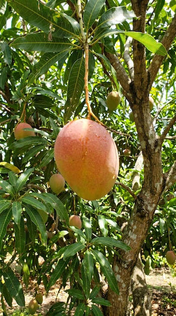 Un mango maduro de tonos rojos y amarillos cuelga prominentemente de una rama, rodeado de hojas verdes y el tronco rugoso de un árbol.