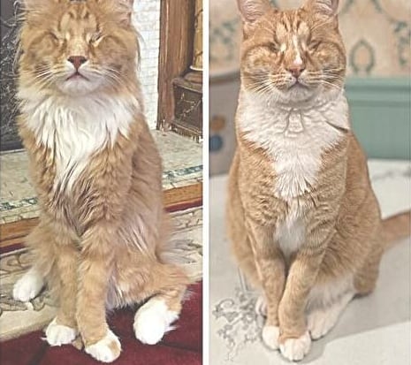 El estudio en Gary y Shaggy documentó el primer caso molecular de síndrome de Marfan en gatos domésticos, tras hallar una variante de FBN1