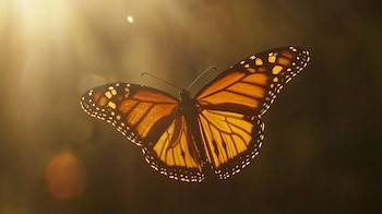 Los coprolitos de herbívoros prehistóricos