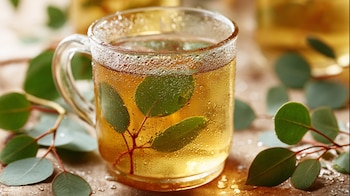 Eucalipto: extractos y aceites para