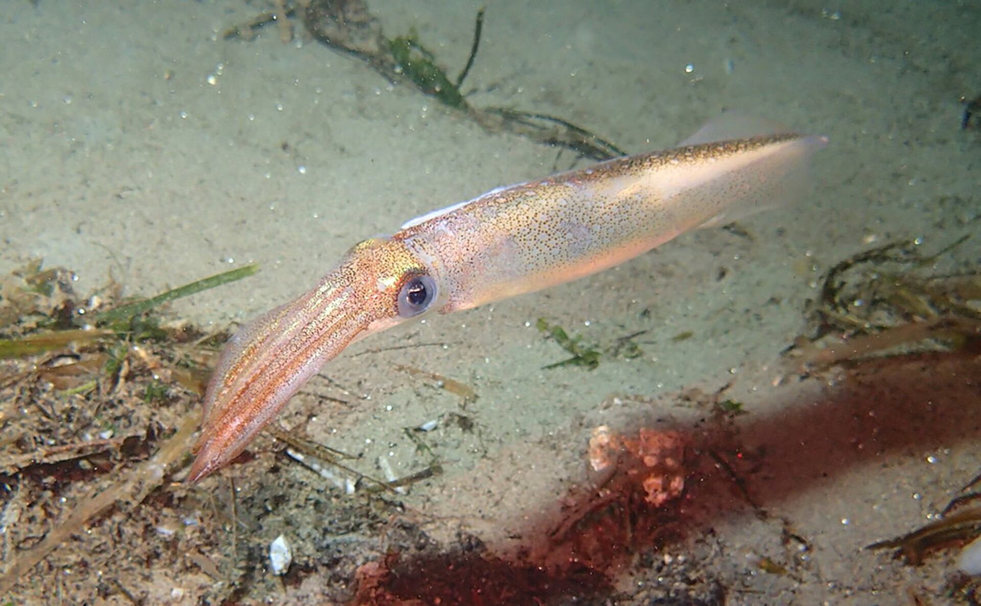 El calamar del mercado aporta energía variable a los leones marinos según su tamaño y temporada (ArgentiNat - FVSA)