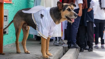(Imagen Ilustrativa Infobae)