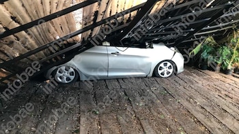 Pidió una inspección urgente por un pino con riesgo de caída, el municipio demoró el trámite y el árbol terminó aplastando su casa: deberán indemnizarlo