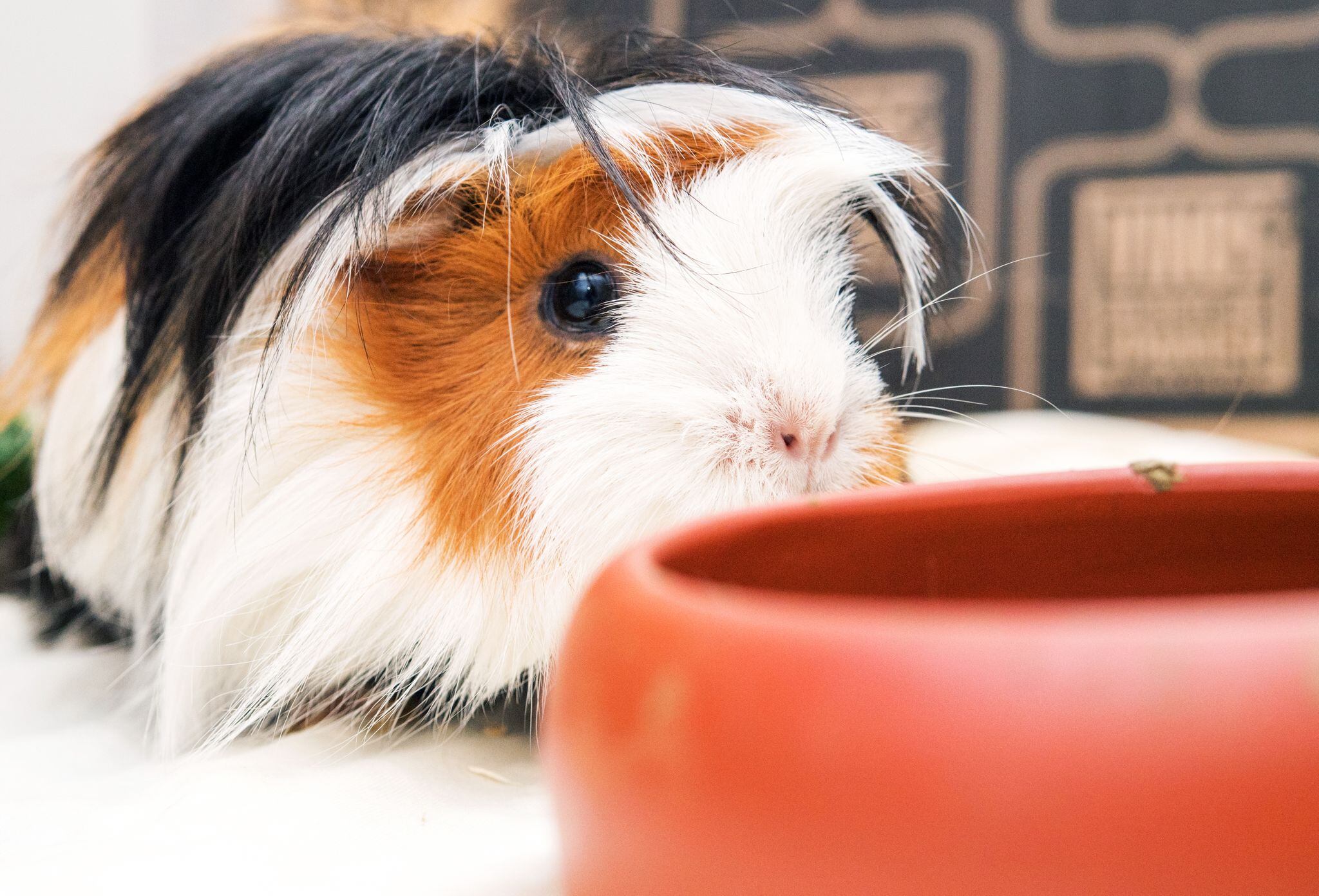 Un estudio realizado en cobayos reveló estrés auditivo por la música comprimida (Andrea Warnecke/DPA)