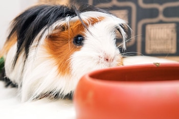 Un estudio realizado en cobayos