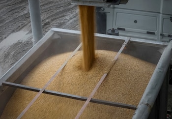 El sector de cereales y oleaginosas liquidó en el acumulado de la primera mitad del año exportaciones por USD 13.378 millones (Foto: Reuters)