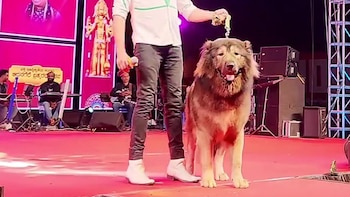 El criador asegura que busca