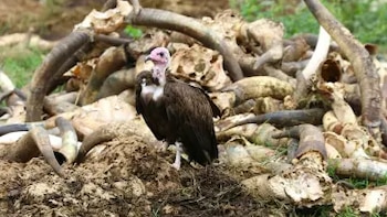 Chad busca proteger a los últimos buitres encapuchados, una especie en peligro crítico de extinción