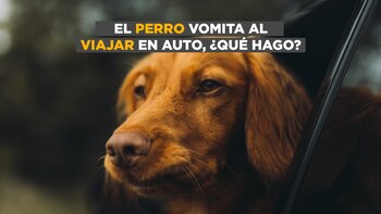 Qué hacer para que el