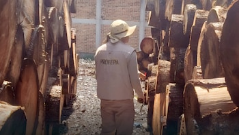 Profepa ejecuta operativo contra tala ilegal en 25 estados del país