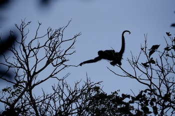 El Sistema Nacional de Áreas