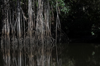 Los manglares son ecosistemas de árboles y arbustos adaptados a zonas costeras donde el agua dulce y salada se mezclan, soportan mareas y suelos salinos (REUTERS/Ricardo Moraes)