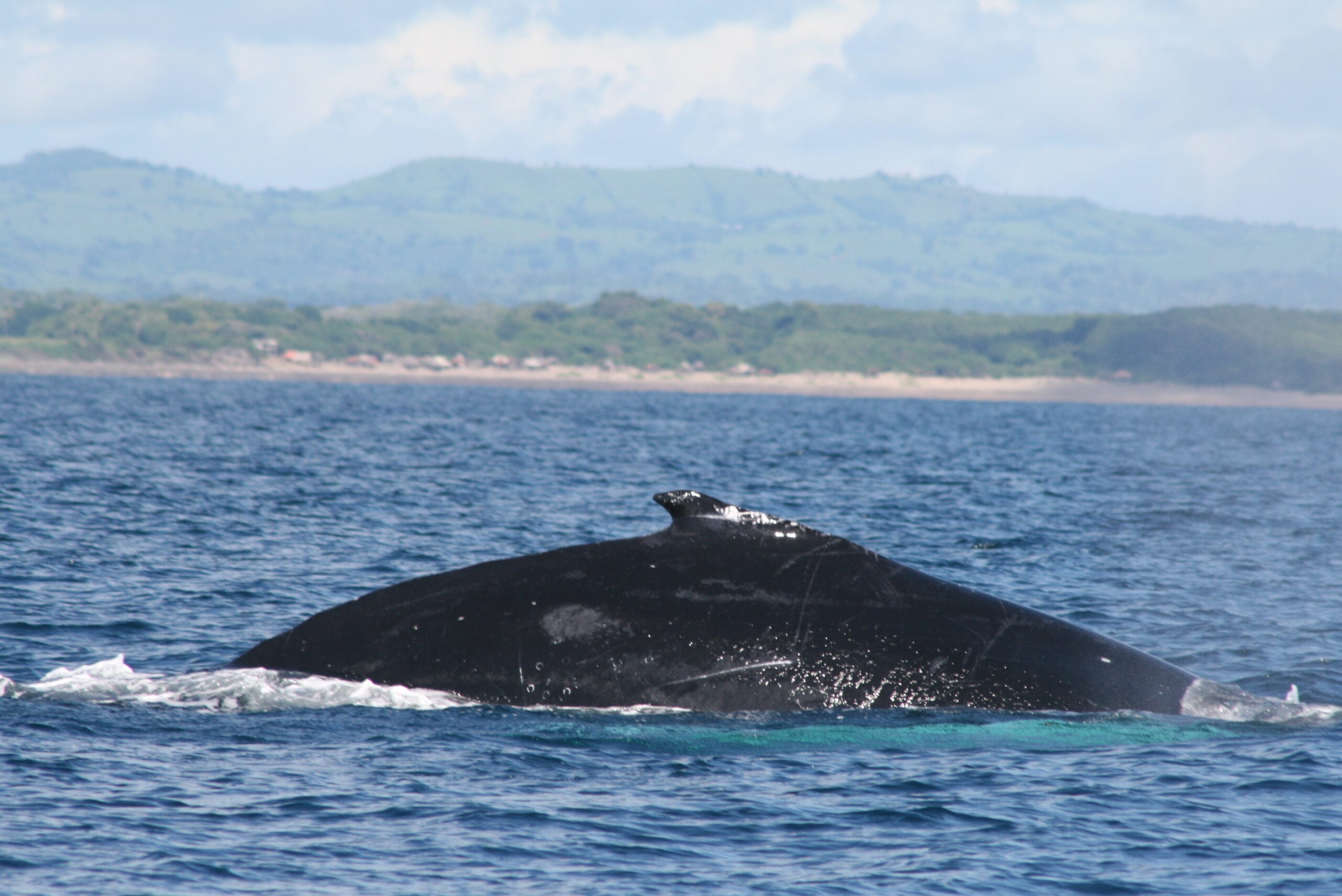 El Refugio de Vida Silvestre Isla Iguana, en Pedasí, es uno de los principales puntos de avistamiento de ballenas jorobadas en el Pacífico panameño. Tomada de MiAmbiente
