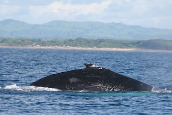 El Refugio de Vida Silvestre Isla Iguana, en Pedasí, es uno de los principales puntos de avistamiento de ballenas jorobadas en el Pacífico panameño. Tomada de MiAmbiente