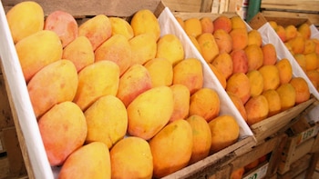 Productores de mango de Piura