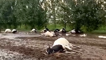 Una centella mató a decenas