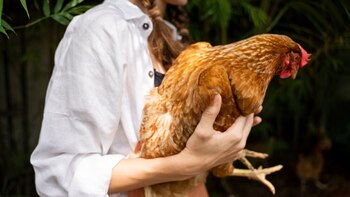 “Quedar como palo de gallinero”: